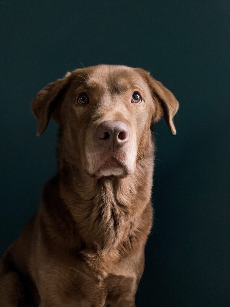 Chocolate Labrador in front of a dark teal background with side light.